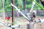 树状月季芽接全攻略：从砧木选择到花开满枝