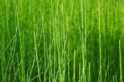 大棚草麻黄种植，让这棵“黄金草”在棚里安家落户