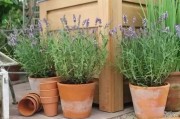 河南薰衣草盆栽全攻略，家里也能种出紫色浪漫