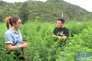 地里种出摇钱树，一年三茬苘蒿的种法全在这里