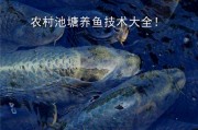 养鱼不用塘 清水桶里养出黄金鱼