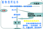 动物生物技术应用探秘：咱们聊聊这个改变世界的黑科技
