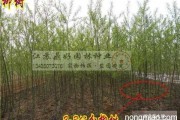旱柳与金丝垂柳扦插育苗核心管理要点