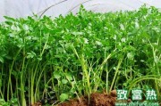 春季芹菜种植全攻略，跟着学保准儿错不了