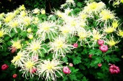 园中黄金经，菊花管理有妙招