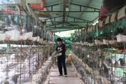 养鸽路上不摸黑，专业培训指点迷津