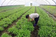 费菜种植全攻略：从阳台到农田的致富经