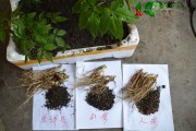 咱老百姓自己种人参的实战经验，把这“棒槌”伺候舒坦了可真不易！