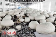 双孢菇种养的那些门道儿
